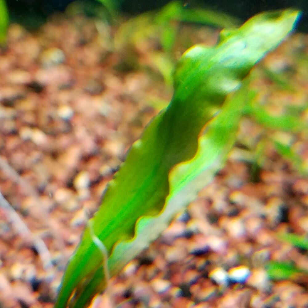 Cryptocoryne costata - Large | That Fish Place