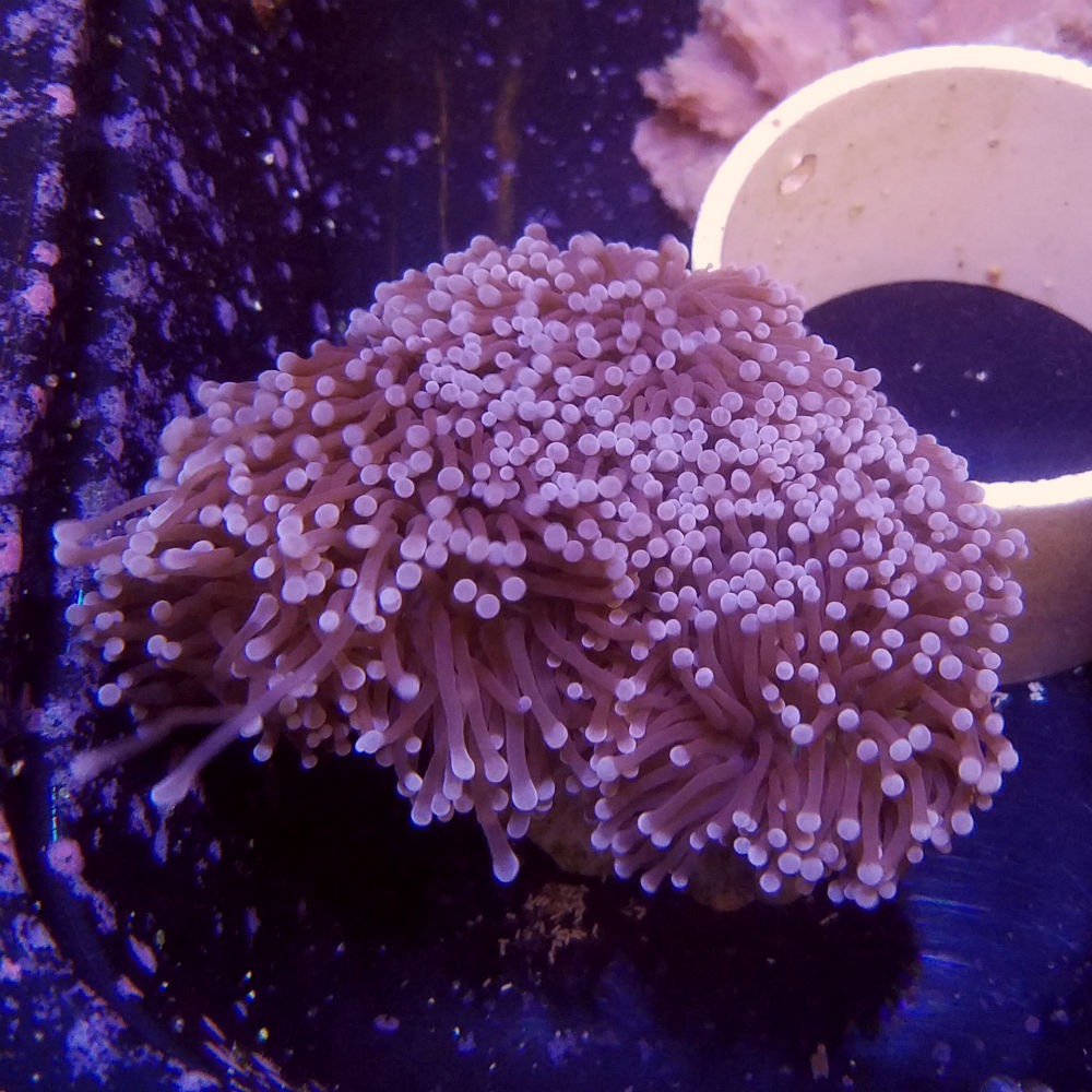 Pink/Purple Torch Coral Euphyllia glabrescens
