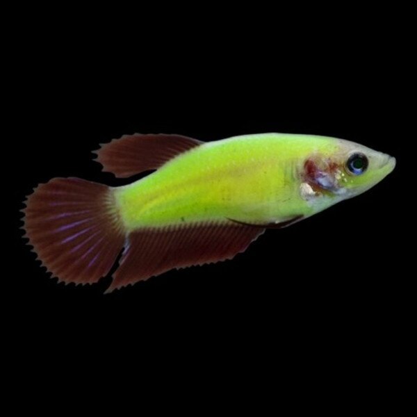 Call Plenty Of Fish Customer Service