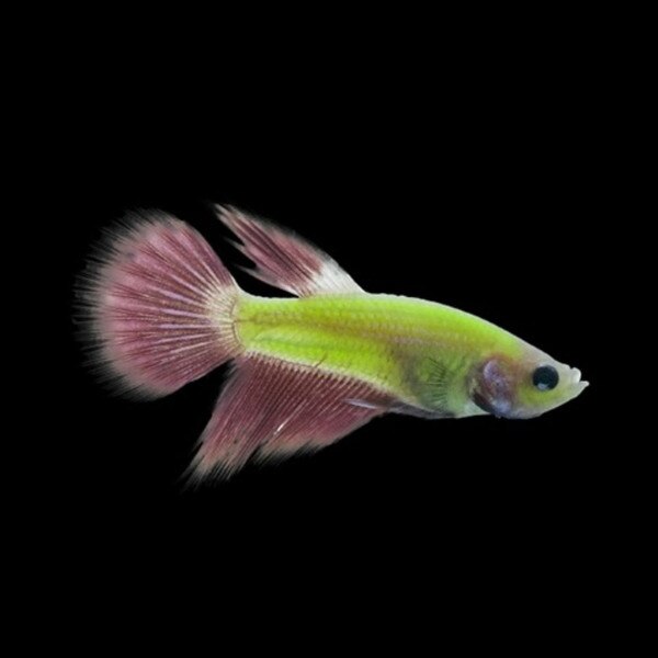 Electric Green GloFish Betta Betta splendens Male That Fish Place