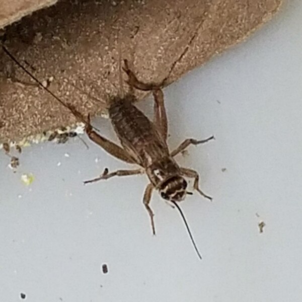 Live Feeder Crickets - 1/8 inch | ThatPetPlace.com