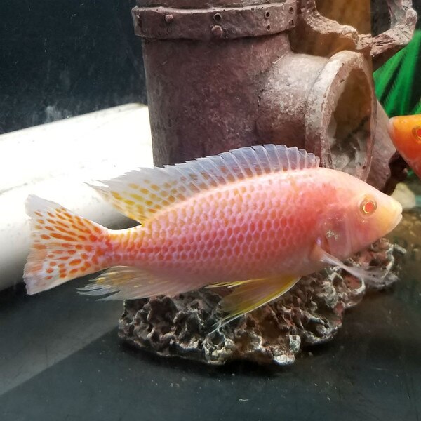 Albino Blood Dragon Peacock - Aulonocara sp. - Adult ...
