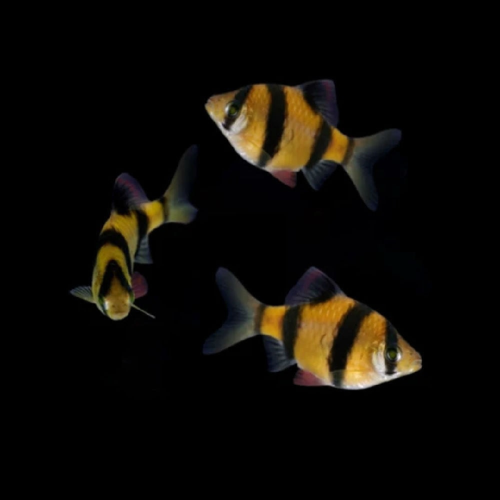Sunburst Orange GloFish Barb Puntius tetrazona