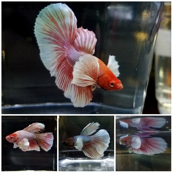 Dumbo Super Delta Betta - Betta splendens - Male | ThatPetPlace.com