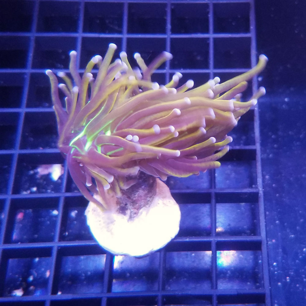 NY Knicks Torch Coral Frag Euphyllia glabrescens