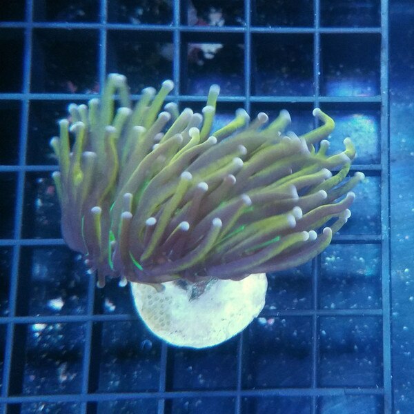 NY Knicks Torch Coral Frag Euphyllia glabrescens
