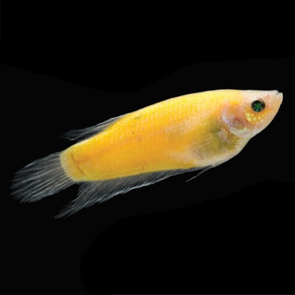 pregnant glofish