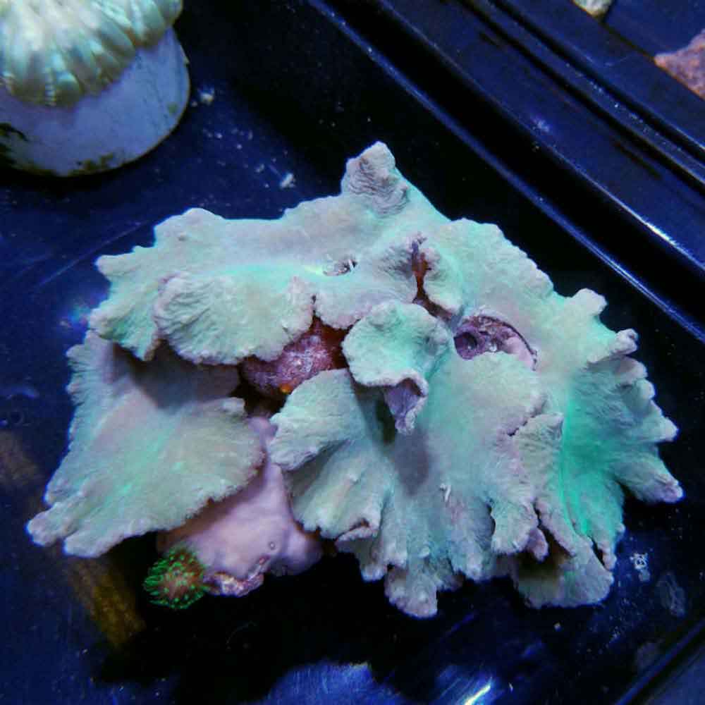 Neon Green Colonial Leather Coral - Sinularia dura - Large