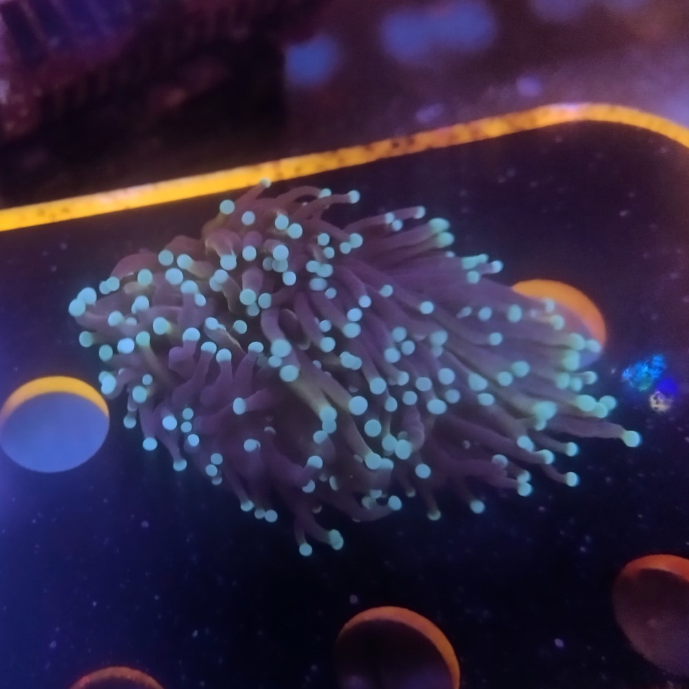 Hellfire Torch Coral Frag Euphyllia glabrescens