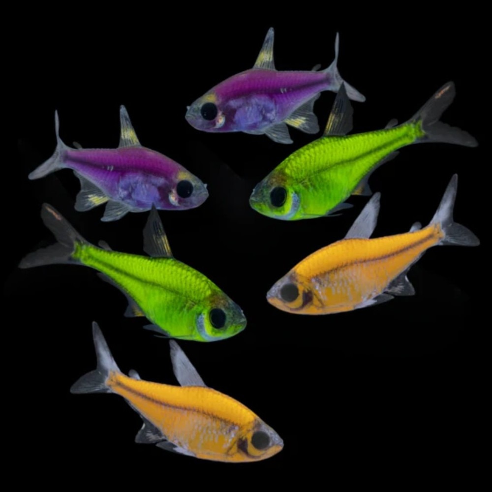 Electric Green GloFish Pristella Tetra Pristella maxillaris